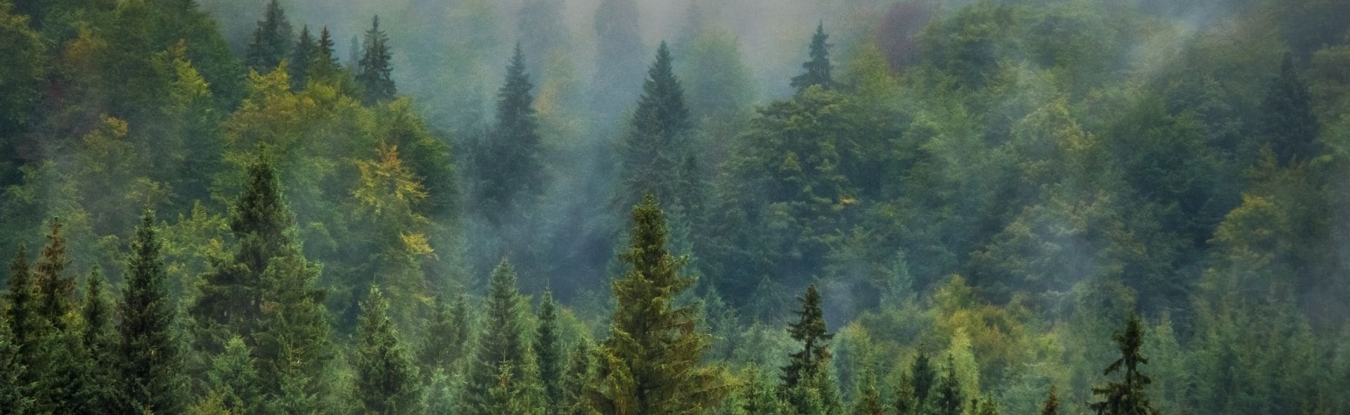 wald hero